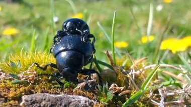 Çiftleşen bir çift böcekle doğada romantik bir karşılaşma.