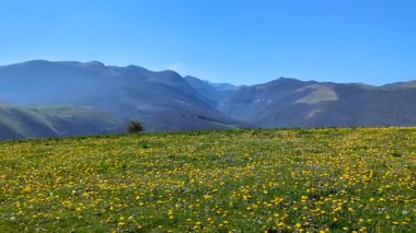Fransız Bask ülkesinin arka planında karahindiba çiçekleriyle dolu bir tarla ve yalnız bir ağaç videosu.