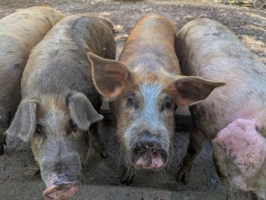 Çamur birikintisinin ortasında meraklı domuzlar ve kırsal bir çiftlikte temiz hava.