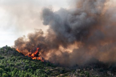 Yıkıcı alevler, gökyüzünde muazzam bir duman bulutu bırakarak bir ormanı yok eder.