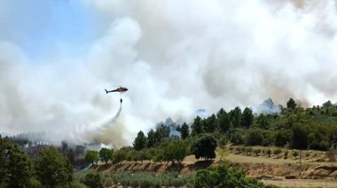 Bir helikopter çam ormanında yanan bir orman yangınını söndürmek için su düşürür ve havaya büyük bir duman bulutu gönderir.