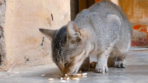 美しい灰色の空腹の猫が床のストック映像で彼女の食べ物を食べている 選択フォーカスコピースペース — ストック動画