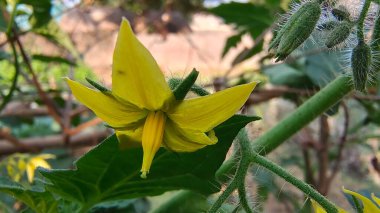 Tohumun üzerinde domates çiçekleri. Çiçek açan domates bitkisi Stok Resmi