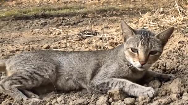 Sokak Dişisi Kedi Güneş Işığı Altında Yerde Yuvarlanıyor Gri Kedicik — Stok video