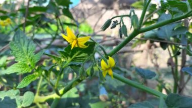 Tohumun üzerinde domates çiçekleri. Çiçek açan domates fabrikası stok video 4k