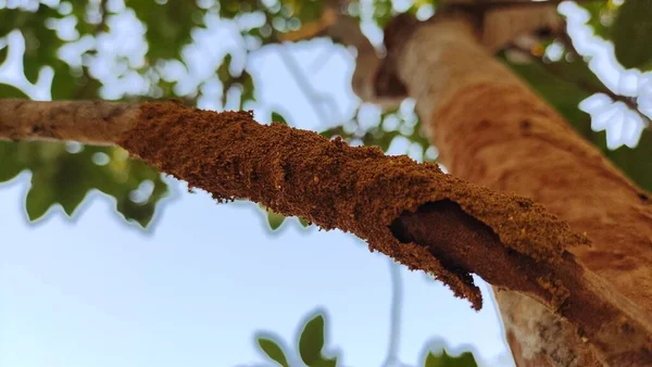 Ağaçtaki termit yuvası. Ağaç dallarını yiyen termitler, termitler ya da beyaz karıncalar tarafından yenen ağaçlar. seçici odak