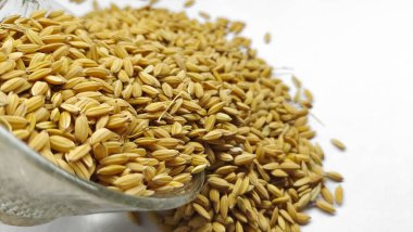 Çeltik taneleri, değirmensiz pirinç beyaz arka planda izole edilmiş bir kasede..