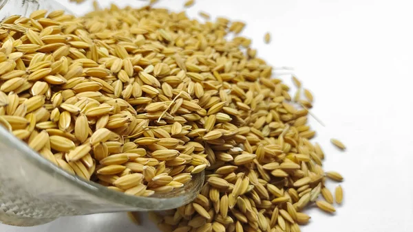 Çeltik taneleri, değirmensiz pirinç beyaz arka planda izole edilmiş bir kasede..