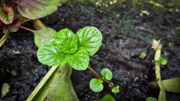 Ev bahçesinde taze yeşil nane bitkisi yetişmeye başladı. Nane yaprakları, yaprak seçici odak alanı kopyala