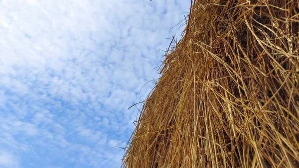 Paddy, inekleri ve atları beslemek için açık alanda depolanmış.