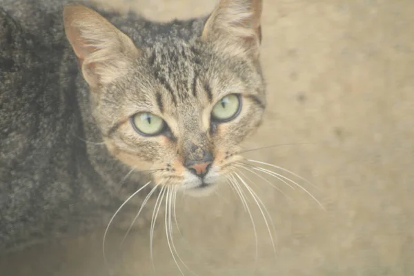 Dağlarda güzel bir gün doğumu