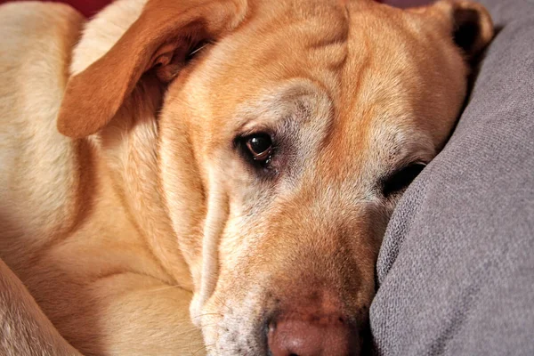 Labrador köpeğimin yoğun bakışları