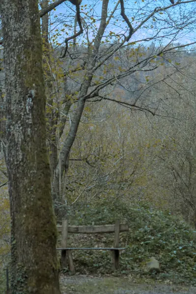 Doğanın ortasında, ağaçlar ve nehirlerle çevrili yeşil bir yolda dinlenmek için doğal parktaki ahşap bank.