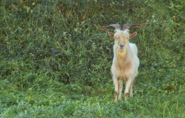 Erkek dağ aygırı, Bask ülkesinden tipik bir tür, bir vadide otluyor.