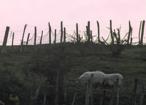 Bask ülkesinde gün bitmeden çiftlikte otlayan yerli koyunlar.