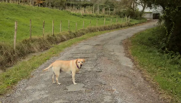 labrador bitch on a country road in nature