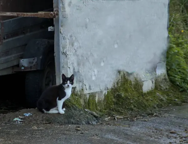 Kırsal kesimdeki bir ağılın girişinde kendi bölgesini koruyan siyah ve beyaz evcil kedi.