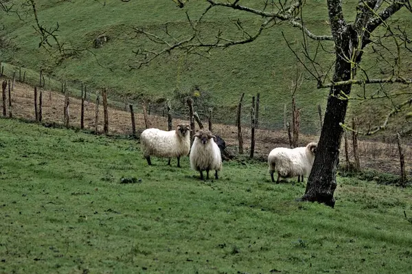 Bir muhafazanın içinde otlayan yerli koyunlar peynir ve yün yapmak için süt sağlarlar.