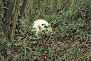 Dağlarda evcil kedi dalların arasında kemirgen avlıyor.