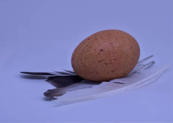 Tavuk tüyleri üzerinde taze bir çiftlik yumurtası ve beyaz bir arka plan.