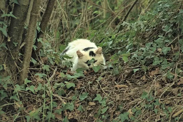Dağlarda evcil kedi dalların arasında kemirgen avlıyor.