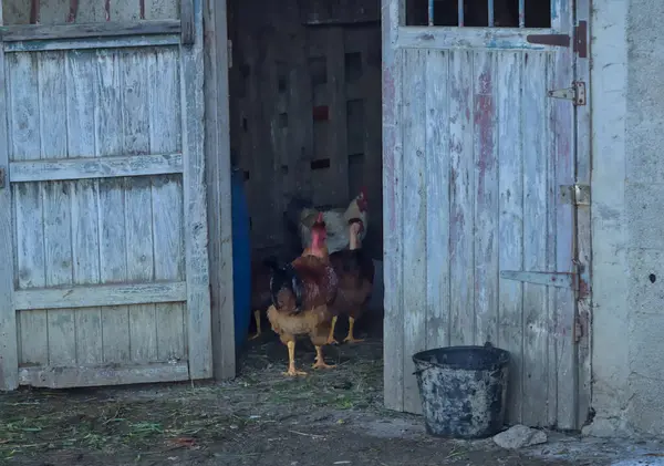 Ahıra giren tavuklar