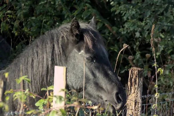 Tarım çiftliğindeki bir çitin içinde güzel bir at başı