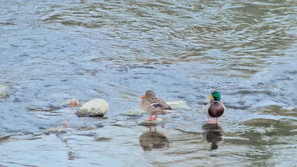 Nehirdeki vahşi ördekler nehirdeki kayaların üzerinde poz veriyor.