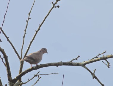 İspanya 'nın Bask ülkesinin dağlarında bir dalda bir kumru ile kırsalda şafak söker..