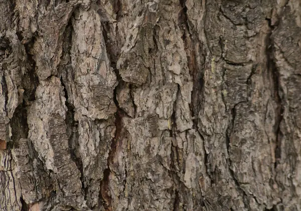 Olgun bir çam ağacının kabuğu uzun yıllar boyunca çizimleri ve ahşap oyuklarıyla