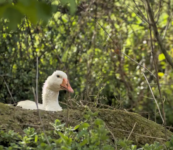 stock image beautiful white goose sitting in a pen on a mound of earth