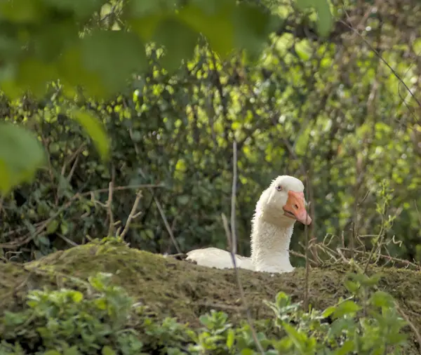 Bir çiftlikteki kaz yavrusu doğurmak için yumurtaları kuluçkaya yatırıyor.