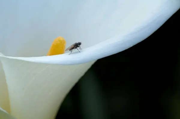 Beyaz ve sarı lale çiçeği ve tünemiş bir sinek.