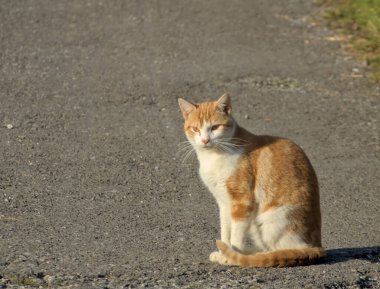 Sabah güneşi alan altın ve beyaz tarım çiftliğindeki kedi.