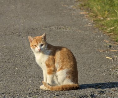 Kedi tarlada güneşleniyor, sabah beyaz ve altın rengi.