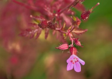 Sapları ve kırmızı yaprakları olan pembe çiçek.