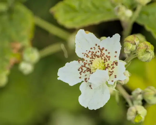 Vahşi ahududu çiçeği doğada