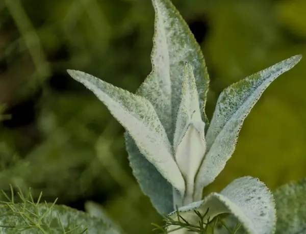Doğal tıpta birden fazla özelliği olan bez çimen denen bitki.