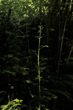 Ormanda filizlenen ağaç bir ışık huzmesiyle aydınlanır.