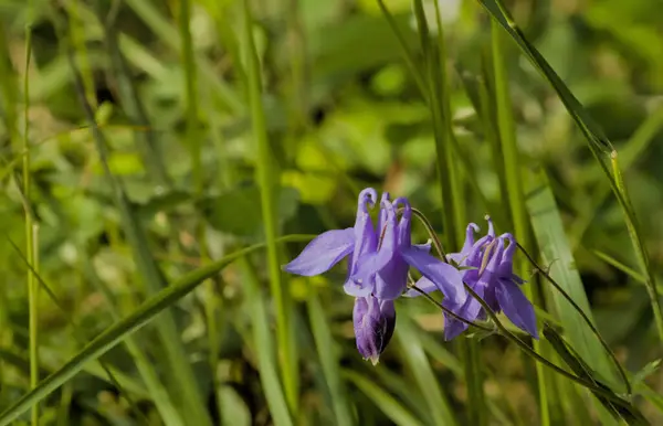 Sabah güneşli güzel mor çiçekler