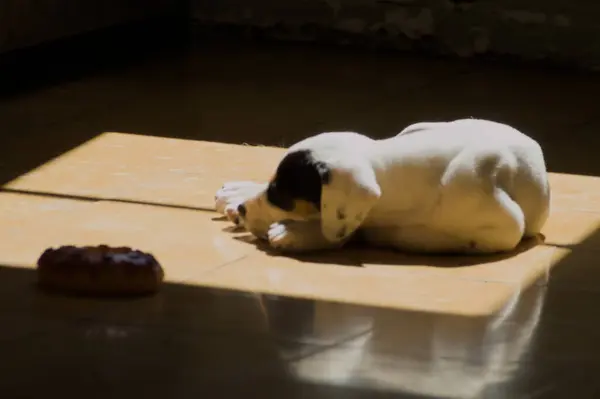 Küçük köpek güneşin sıcağında bir evde uyuyor.