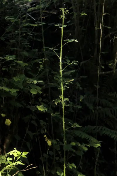 Ormandaki ilk güneş ışınlarıyla aydınlanan genç dikenli bir dal.