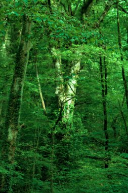Ormanda yeşil yapraklı dallarla çevrili ıssız bir ağaç.