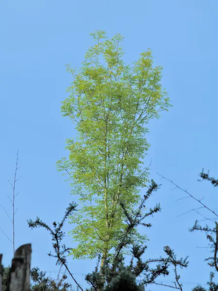 Genç ve yalnız bir ağaç dağda, güneş ışığı parlak bir sabahı yansıtıyor.