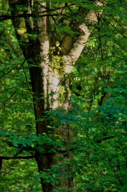 Küçük orman elfi doğayı gözlemliyor.
