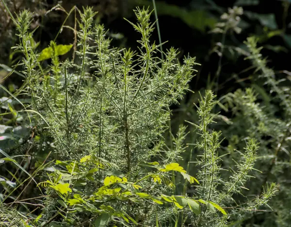 Ormanda güneşin aydınlattığı doğal biberiye bitkisi.