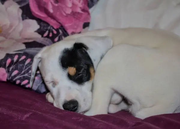 Yavru köpek, yürüyüşten sonra yatağında huzur içinde uyuyor.