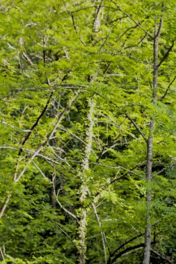 green trees illuminated by the sun in a natural park clipart