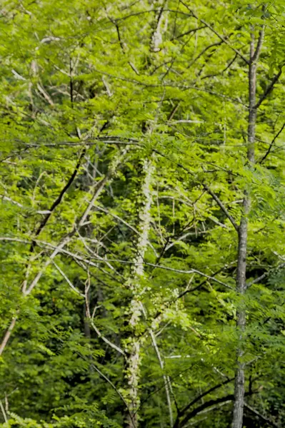 Doğal bir parkta güneş tarafından aydınlatılmış yeşil ağaçlar.