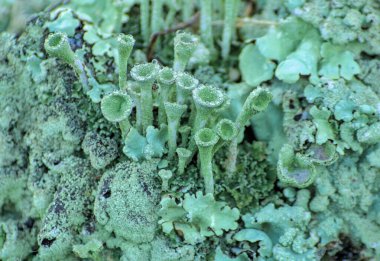 Tarlada yağmur damlaları olan bir grup yeşil zambak.